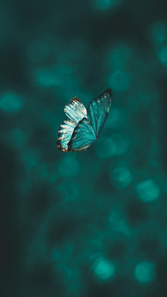 butterfly-aarn-giri