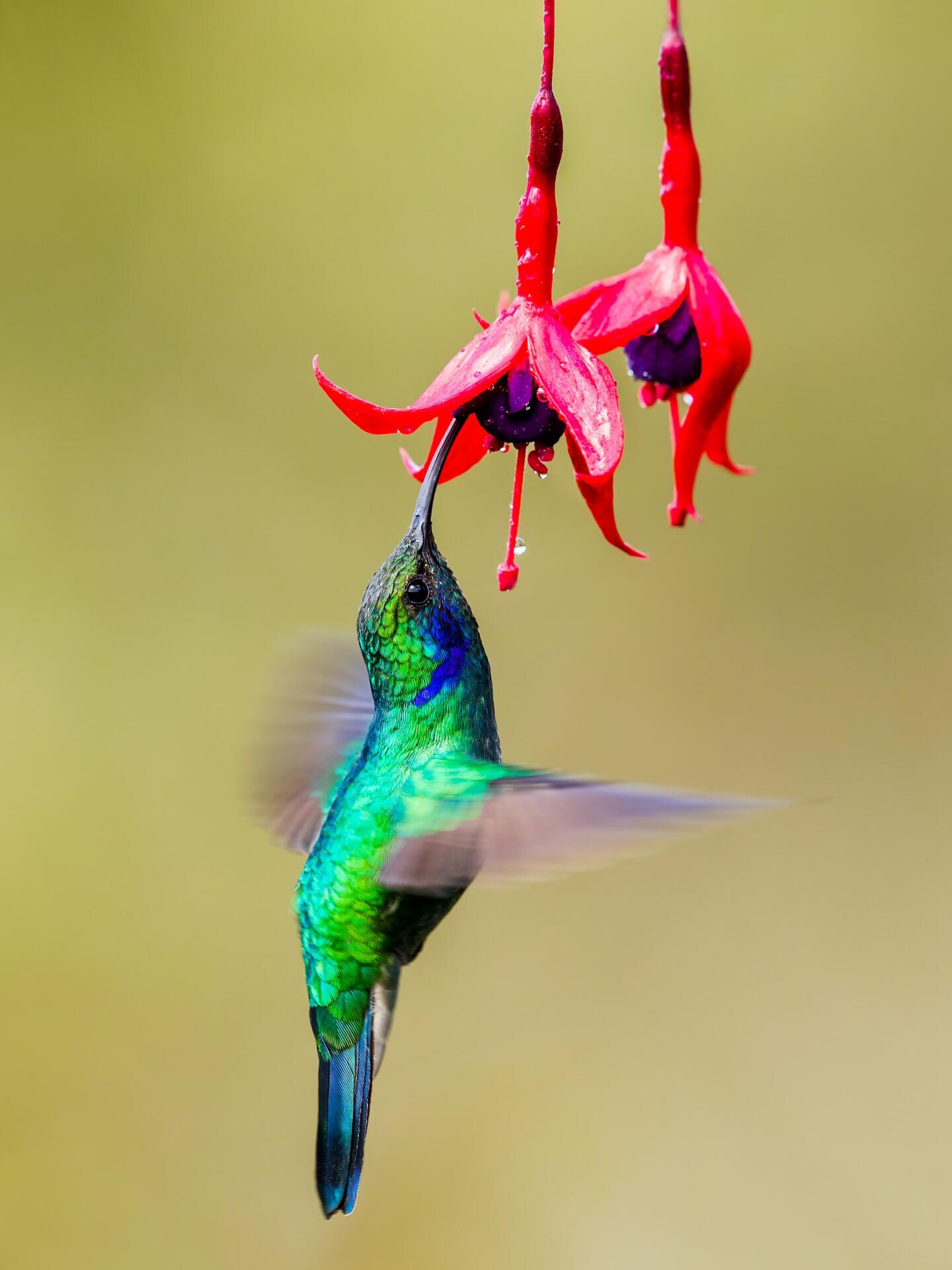 hummingbird-zdenek-machacek