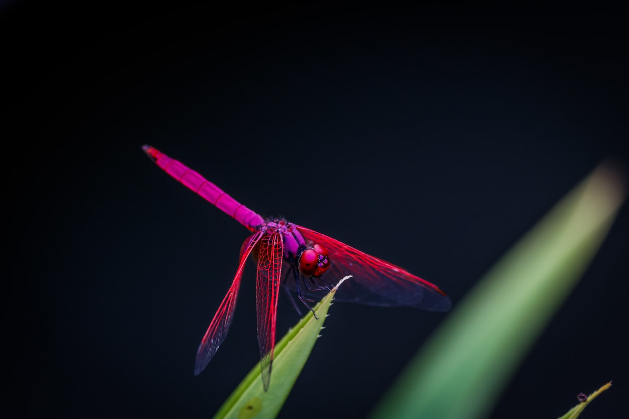 pexels-andre-mouton-1275684